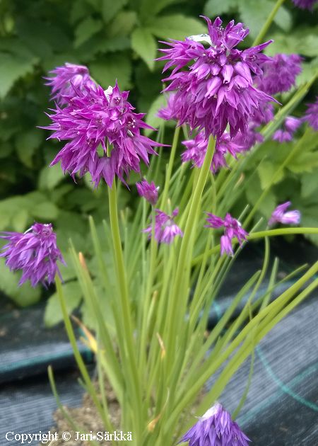 Allium cyathophorum var. farreri